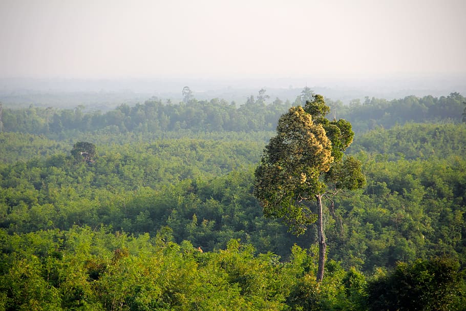 green leaf tree surrounded by trees under gray sky, jungle HD wallpaper