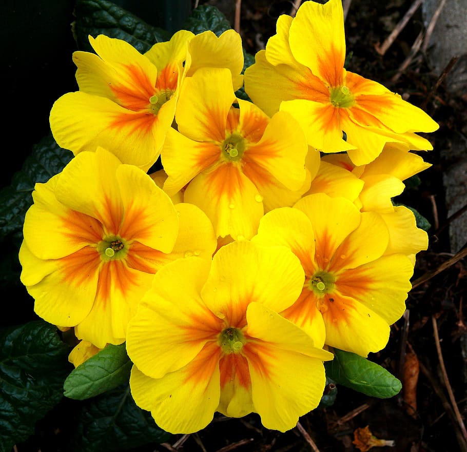 yellow petaled flowers, primroses, spring, macro, close, flowering plant HD wallpaper