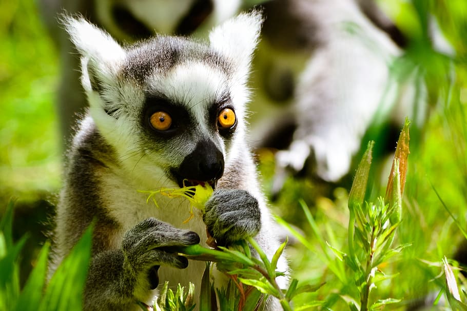 monkey, ring tailed lemur, eats, animal wildlife, animals in the wild HD wallpaper
