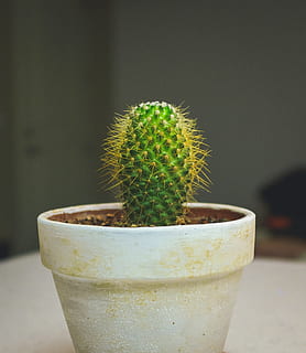 cactus on white pot, green Cactus plant, cacti, spiky, thorn HD wallpaper