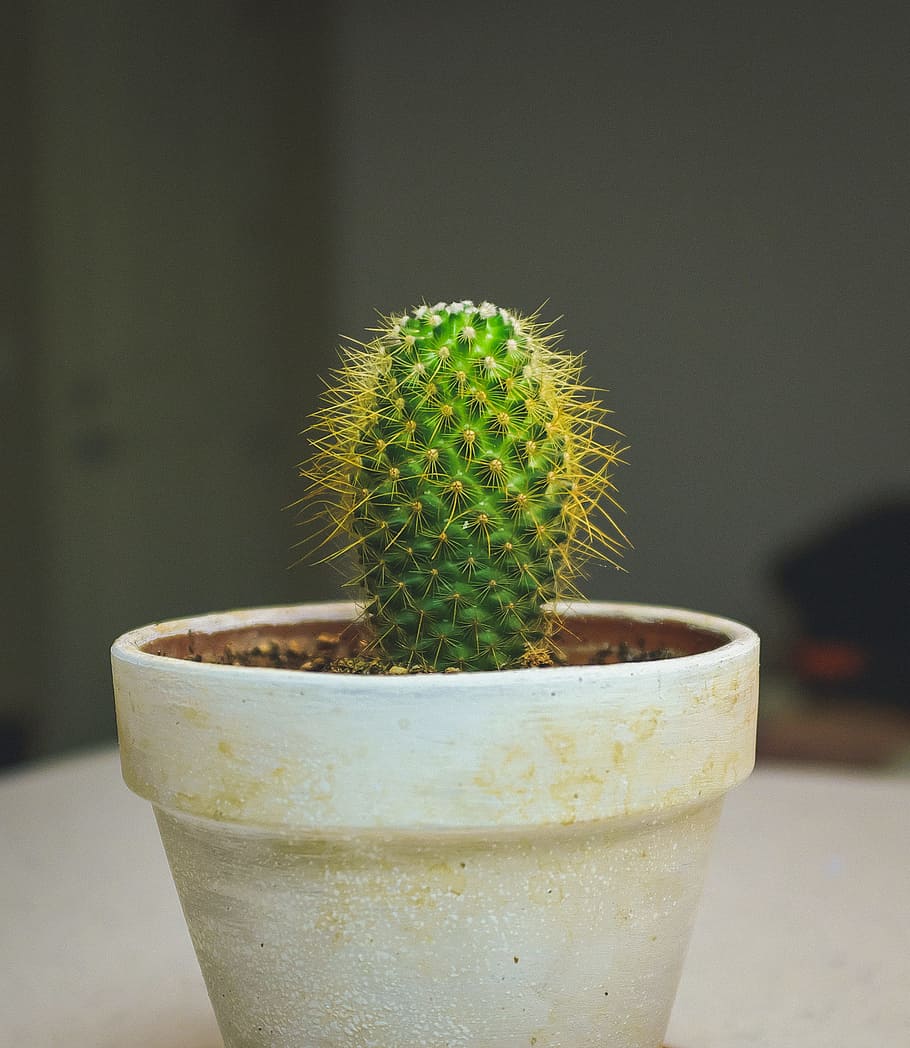 cactus on white pot, green Cactus plant, cacti, spiky, thorn HD wallpaper