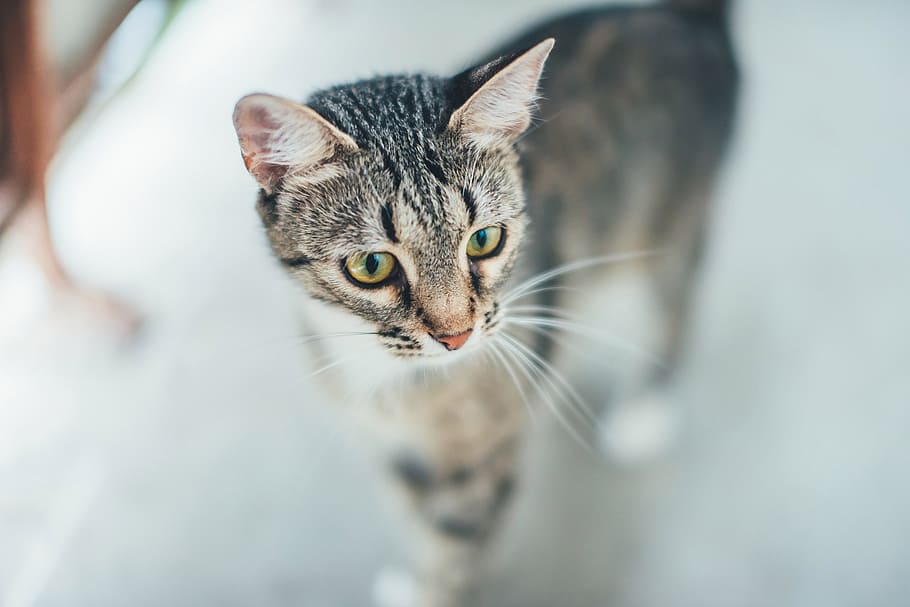 selective focus photography brown tabby cat, eyes, pet, housecat, HD wallpaper