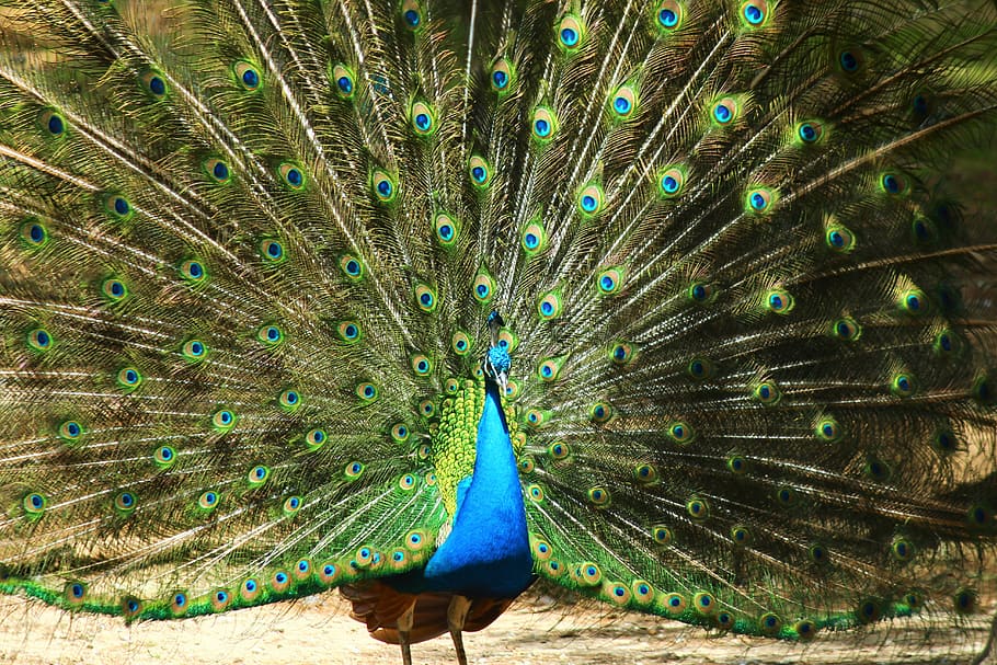 peacock, birds, tail, one animal, animal themes, animal wildlife HD wallpaper