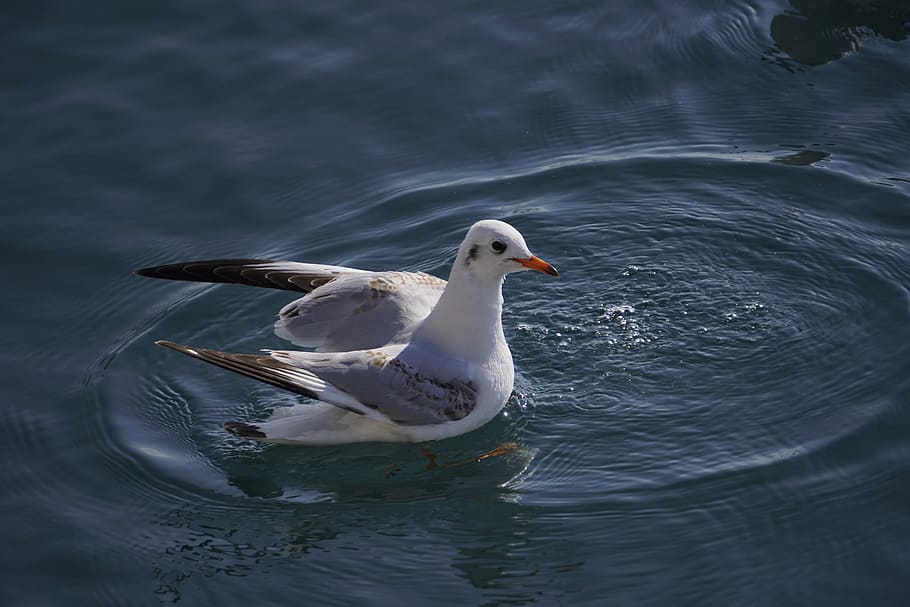 seagull, calm, bird, animals in the wild, animal themes, animal wildlife HD wallpaper
