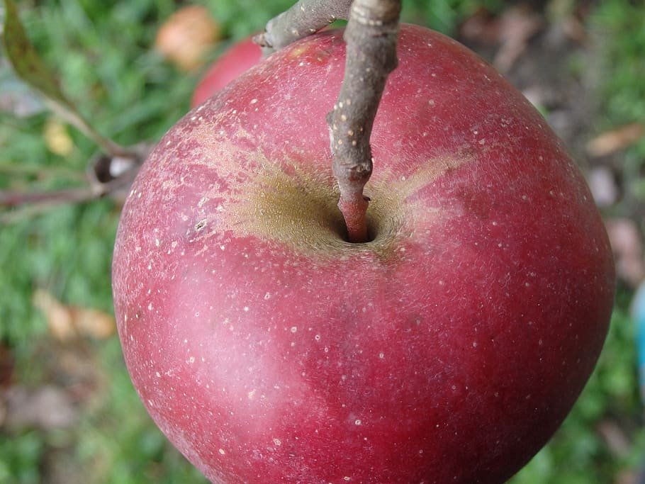 apple, stengel, stalk, red, fruit, branch, ripe, culture of apple HD wallpaper