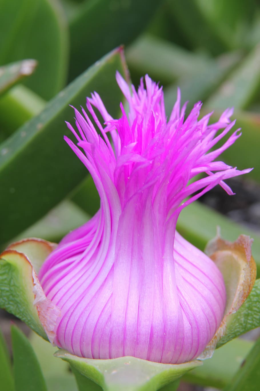 crete, flower, pink, button, flower bud, nature, flowering plant HD wallpaper