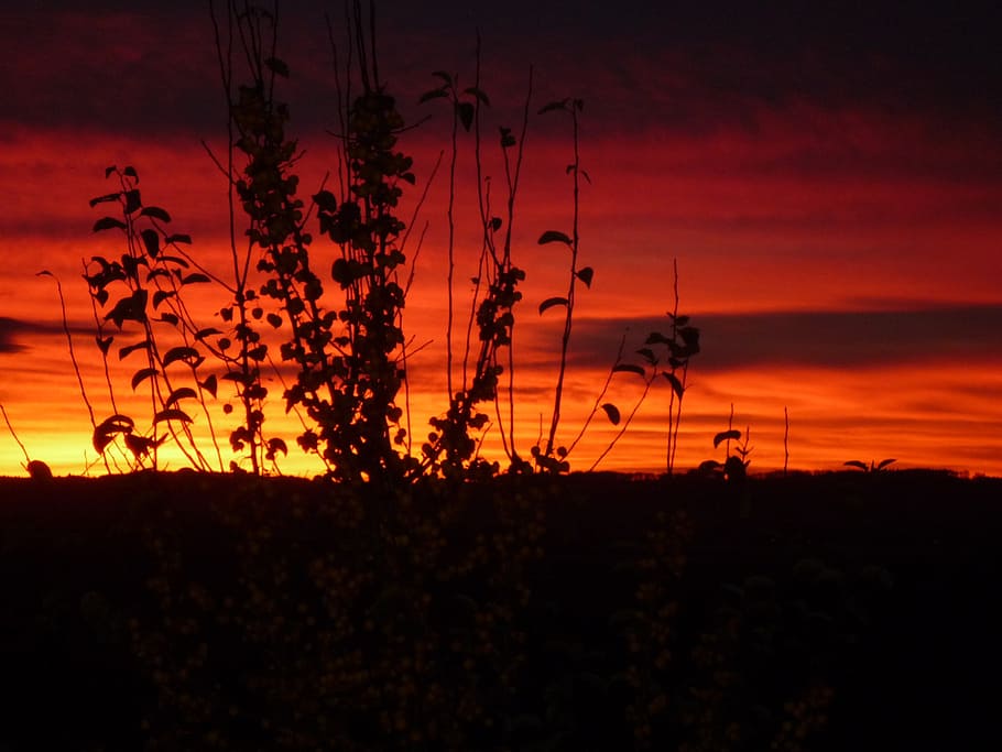 sunset, sky, orange sky, evening sky, dusk, silhouette, plant HD wallpaper