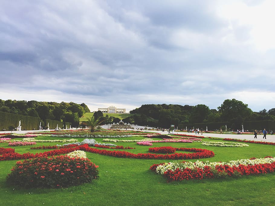 flowers on green grass field, park with red and white petaled flowers HD wallpaper