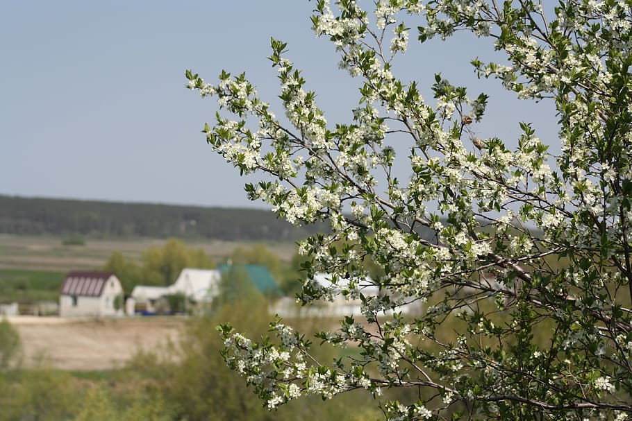 spring, white, bloom, nature, apple tree, leaves, living nature HD wallpaper