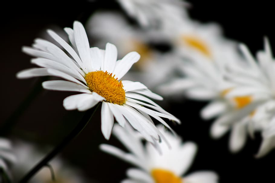 nature, chamomile, black, white, yellow, summer flowers, petal HD wallpaper