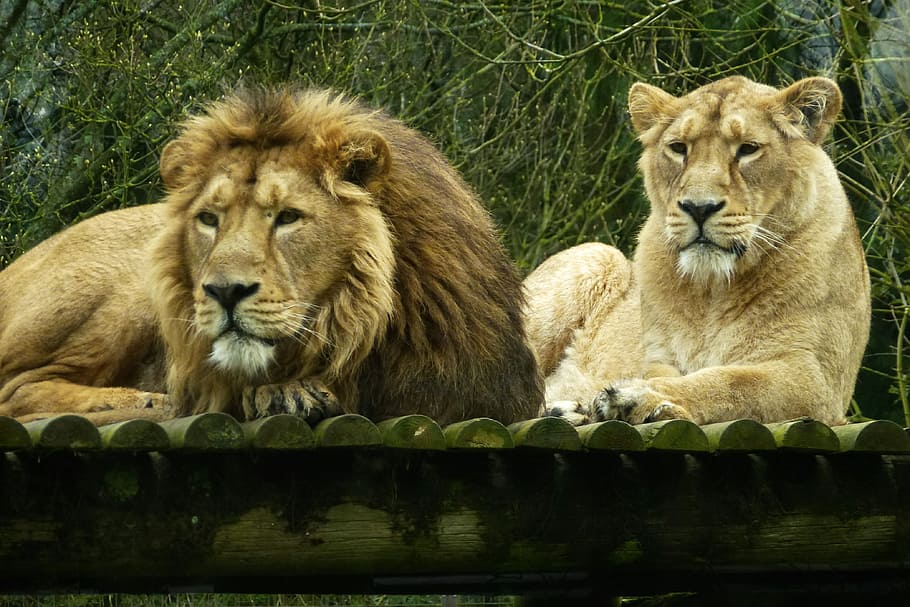 Cotswold, Lions, resting, animals in the wild, lion - feline HD wallpaper
