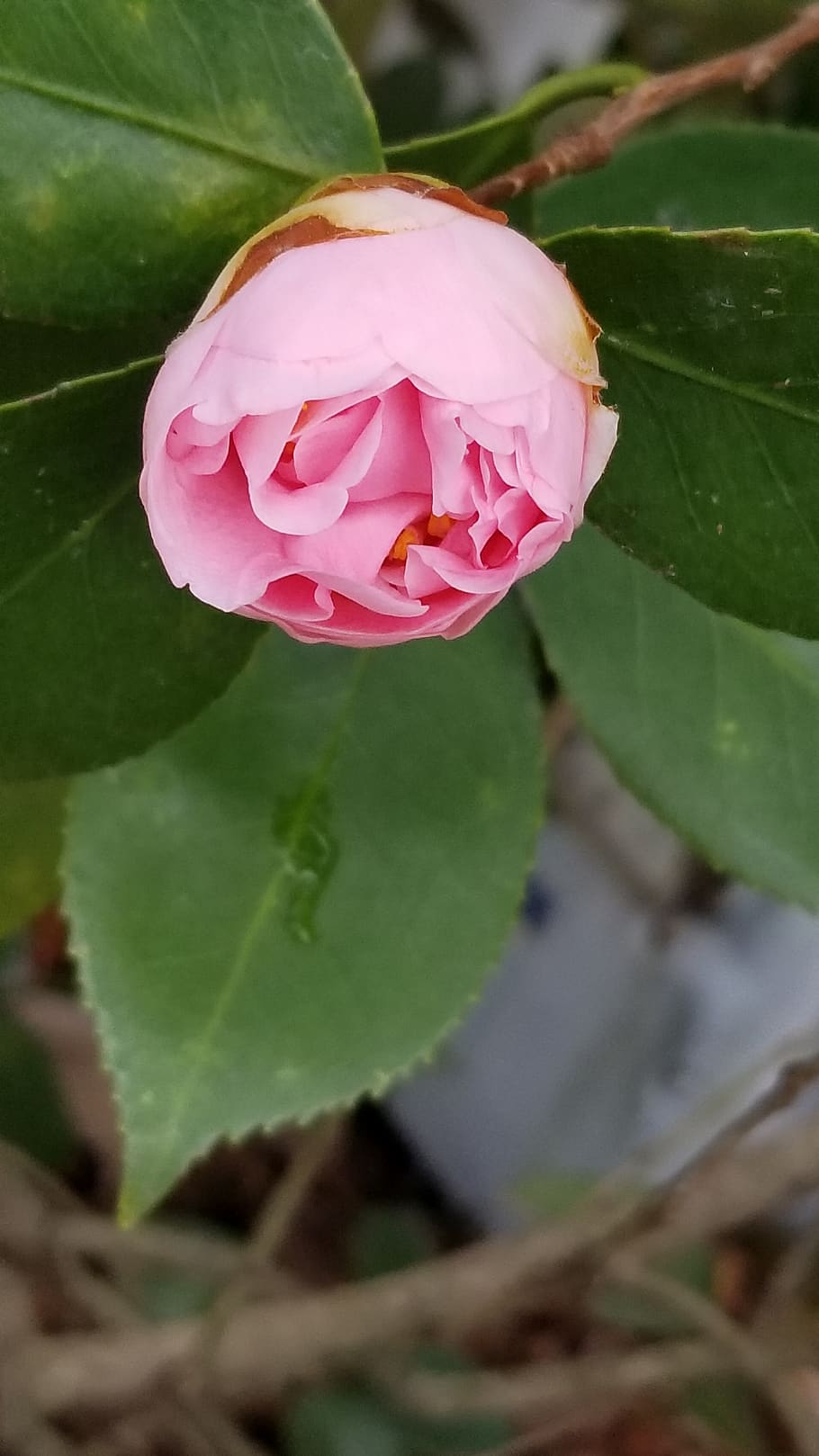 leaf, nature, flower, flora, tree, bud, rose, outdoors, beautiful HD wallpaper