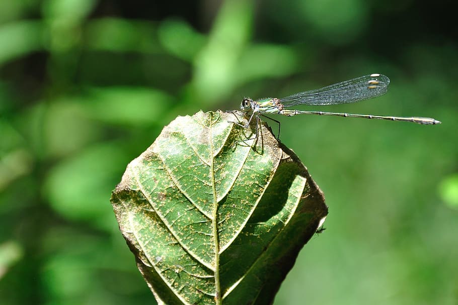 leaf, insect, dragonfly, close-up, invertebrate, animal wildlife HD wallpaper