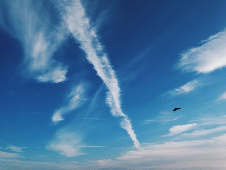 cloud, kalundborg, bird, vsco, clouds, blue, sky, blue sky, HD wallpaper