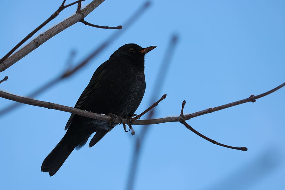 blackbird, male, branch, songbird, bush, blue, nature, vertebrate