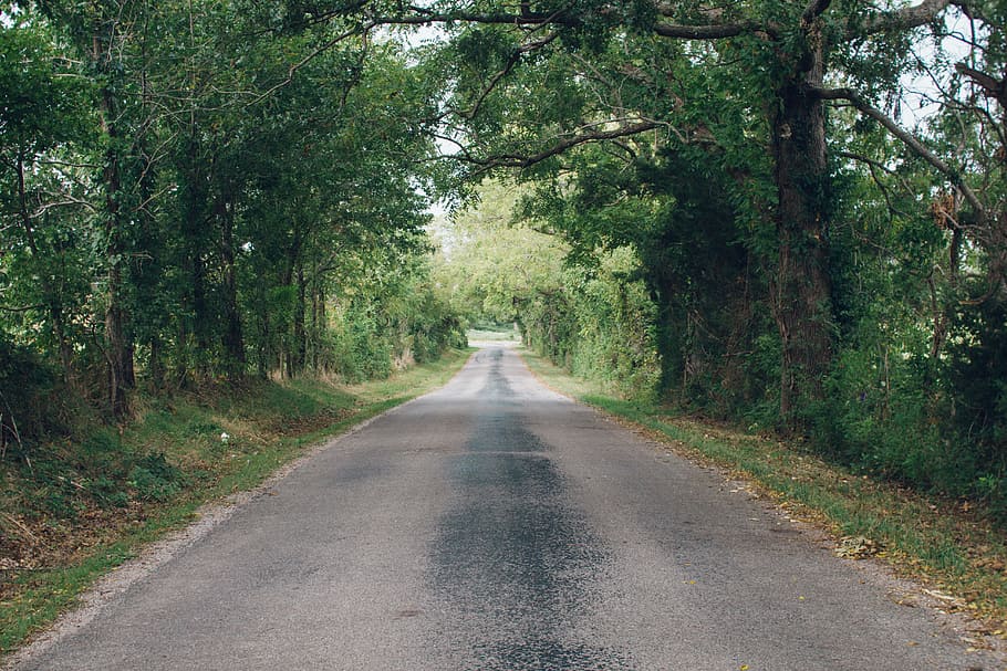 road, summer, forest, trees, asphalt, daylight, travel, plant HD wallpaper