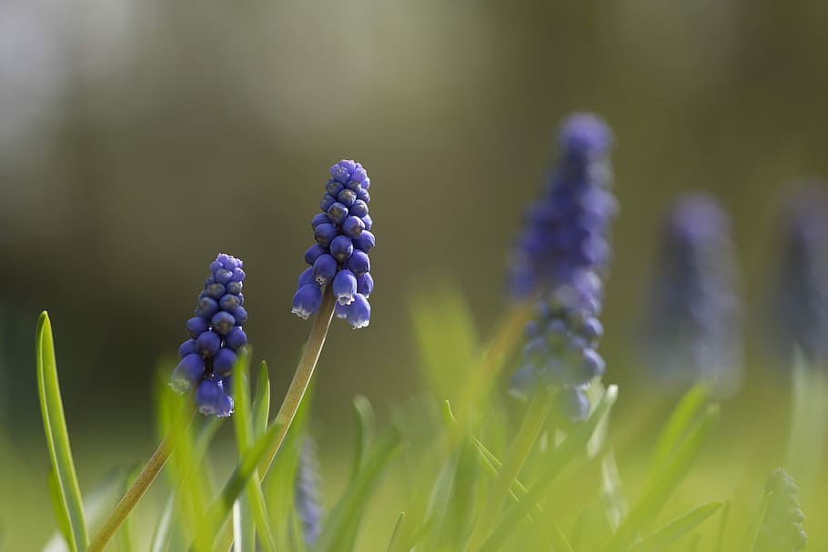 muscari, green, summer, spring, light, sun, grass, season, nature HD wallpaper