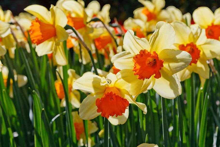 selective focus photo of bloomed yellow-and-orange daffodils flower field, HD wallpaper