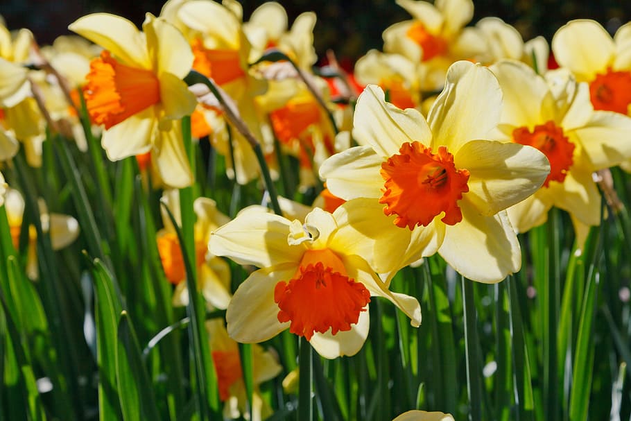 selective focus photo of bloomed yellow-and-orange daffodils flower field HD wallpaper