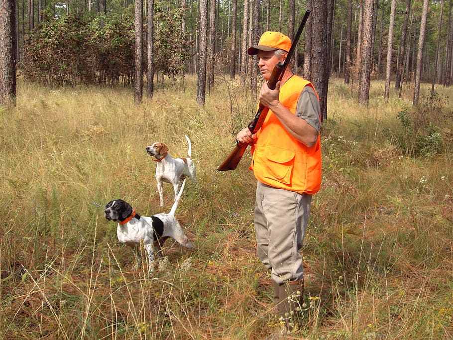 two adult German shorthaired pointers with man holding rifle, HD wallpaper