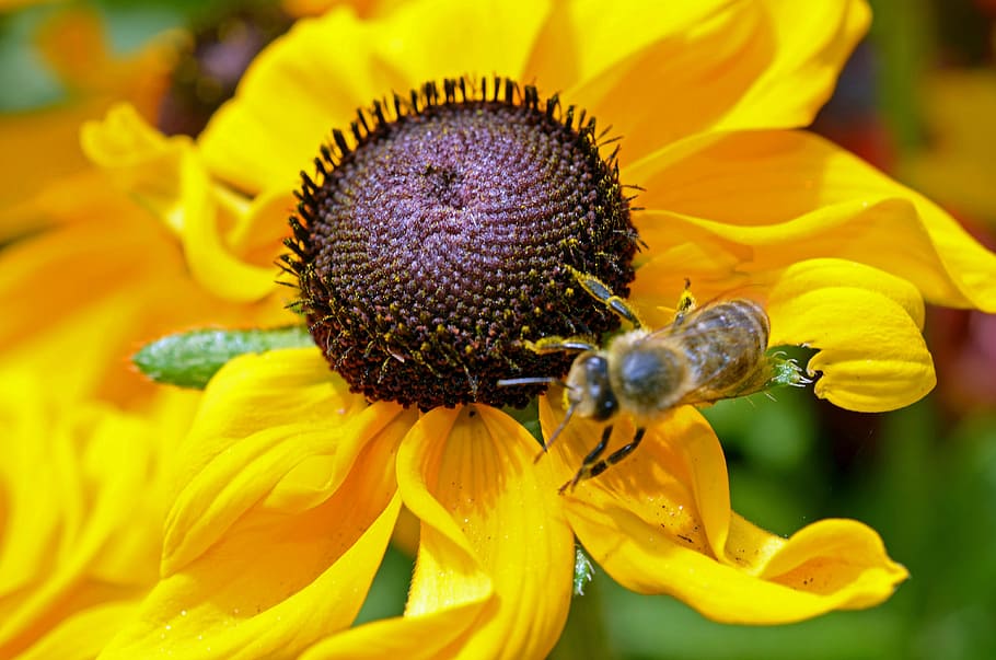 bee, flower, yellow, nectar, plant, summer, insect, flowering plant HD wallpaper