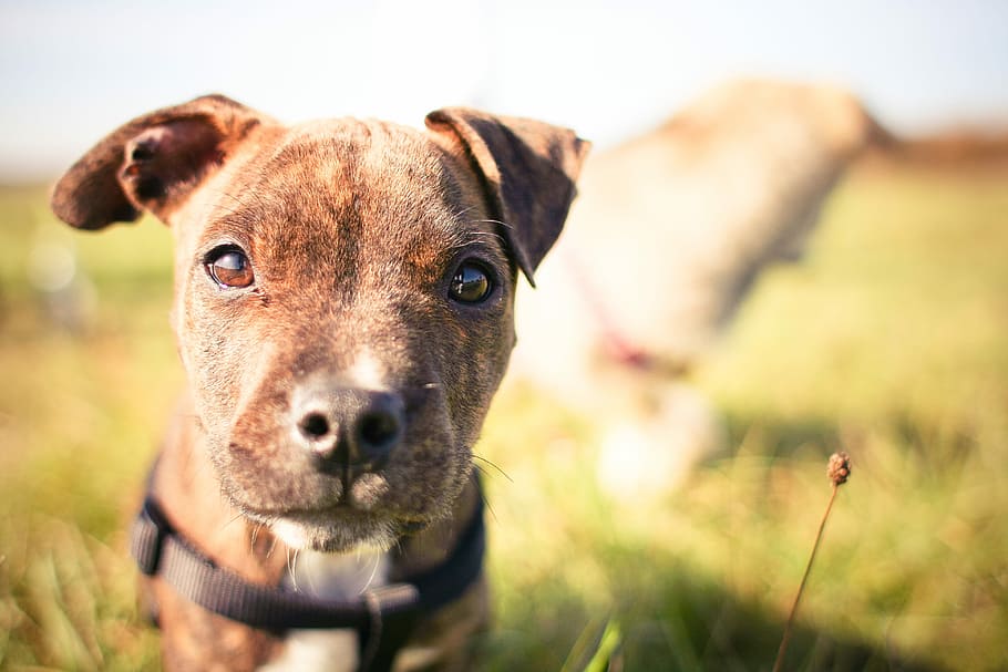 Little Pitbull’s Look, animals, colorful, depth of field, sunny, HD wallpaper