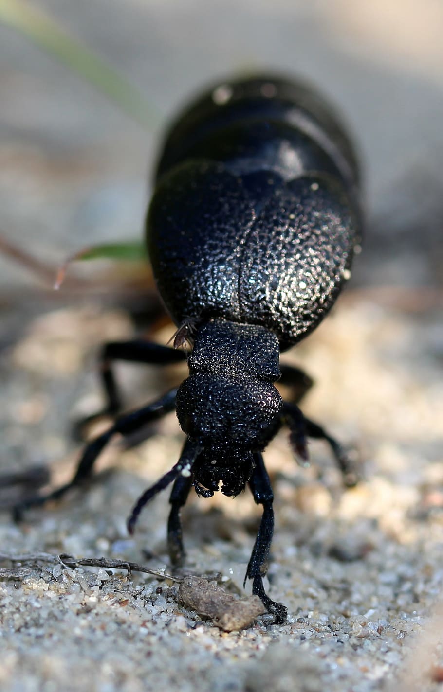 cockroach, black, great, insecta, one animal, animal themes HD wallpaper