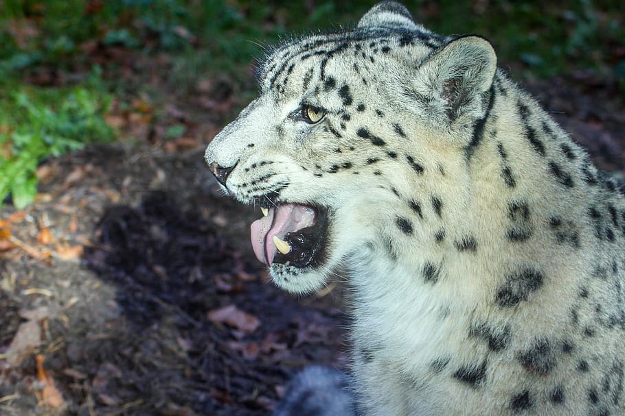 Leopard, Animal, Cat, Wildcat, Nature, mammal, zoo, mouth open HD wallpaper