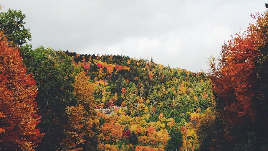 trees, plants, nature, mountain, landscape, fall, autumn, sky HD wallpaper