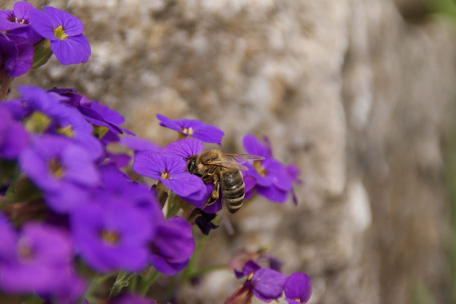 prost, meal, spring, flowers, bee, sprinkle, insect, nectar HD wallpaper