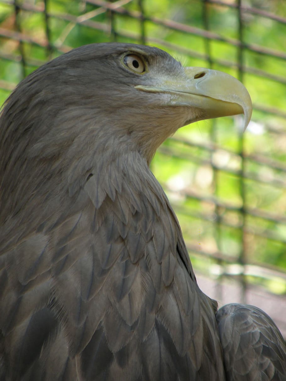 Eagle, Head, Beak, Detail, one animal, animal wildlife, bird HD wallpaper
