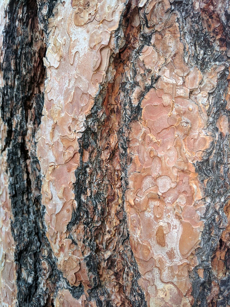 Bark, Texture, Rough, Nature, Tree, Wood, trunk, material, natural, HD wallpaper