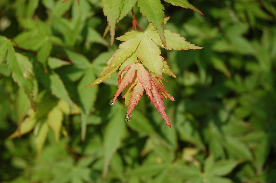 leaf, nature, maple, plant part, green color, growth, close-up HD wallpaper