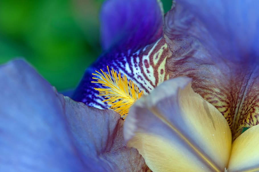 close-up photography of yellow and blue flower in bloom, pestle, HD wallpaper