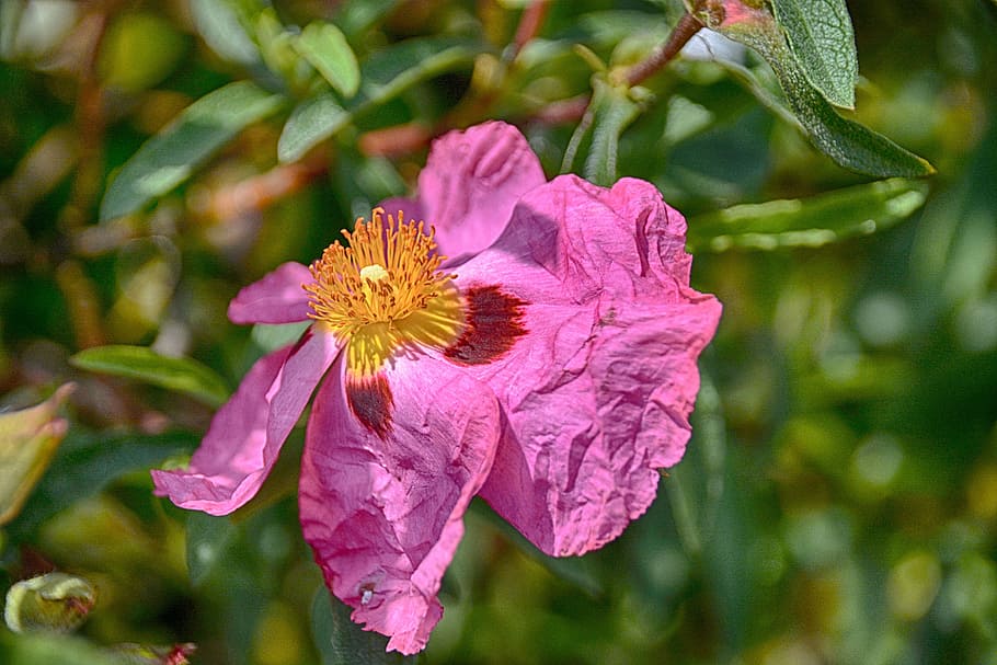 Eglantine, Flower, Thorns, Botany, garden, petals, flowering HD wallpaper