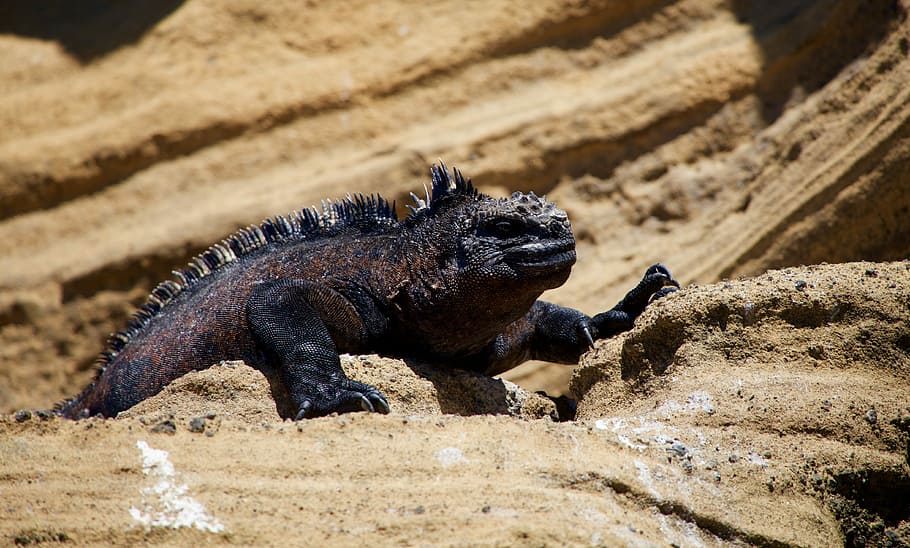 brown minotaur lizard on stone, commodo dragon on sand, iguana