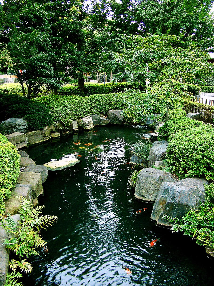 school of koi fish on pond between green plants, japan, tokyo