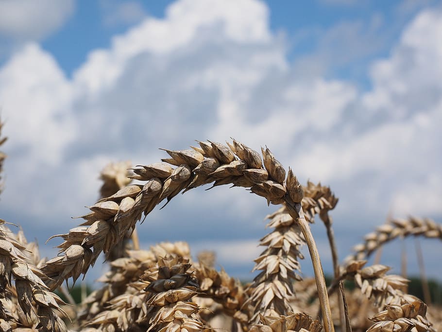 Wheat, Spike, Cereals, Grain, Field, wheat field, cornfield HD wallpaper