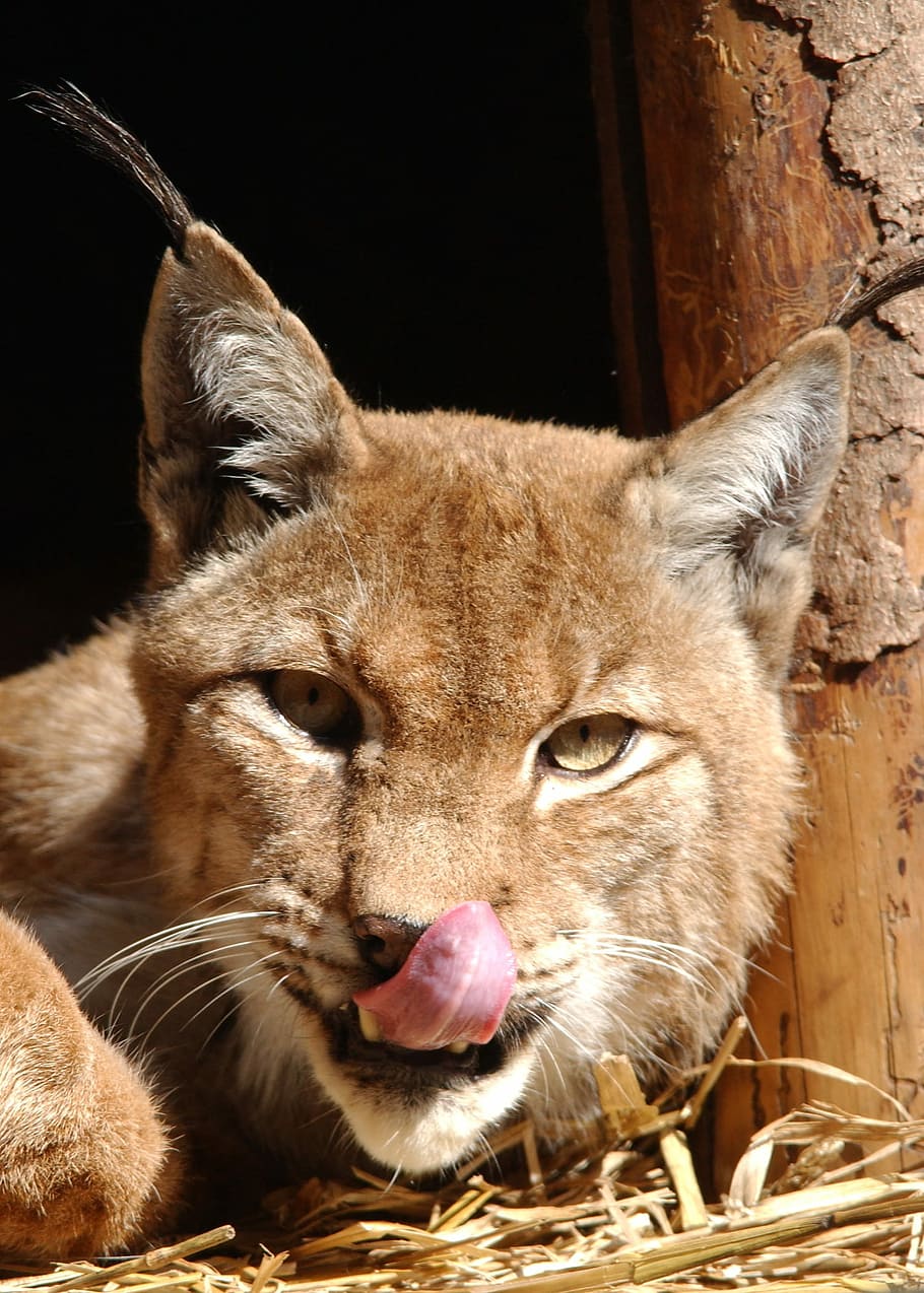 Lynx, Cat, Nature, one animal, animal wildlife, animal themes HD wallpaper
