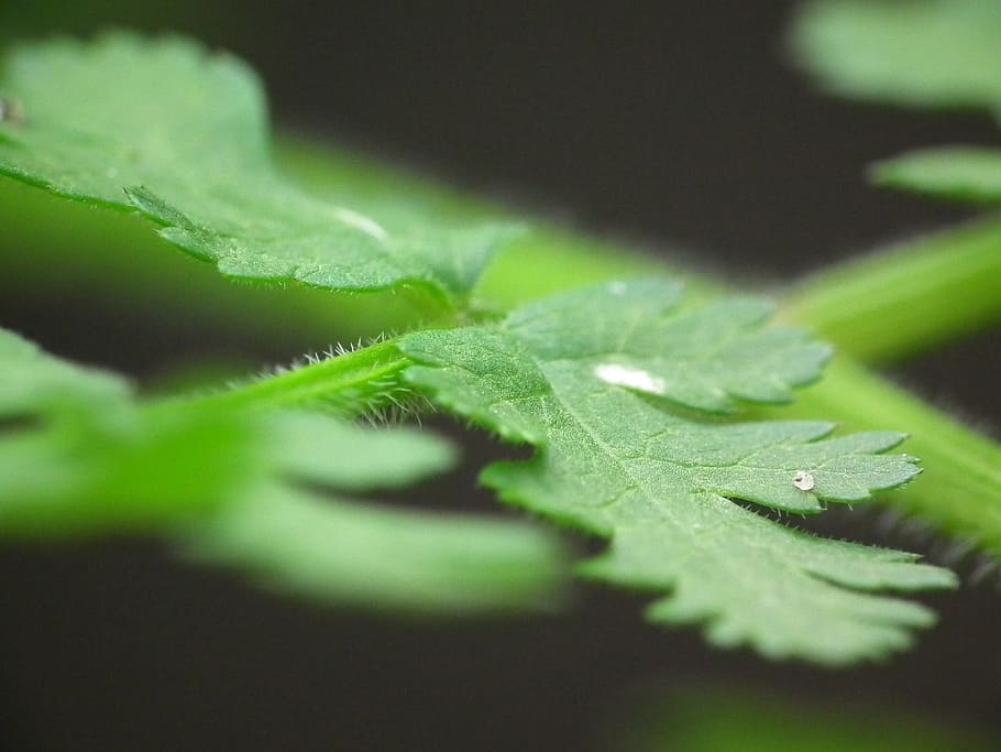 leaf, green, plant, close, fern, plant part, green color, selective focus HD wallpaper