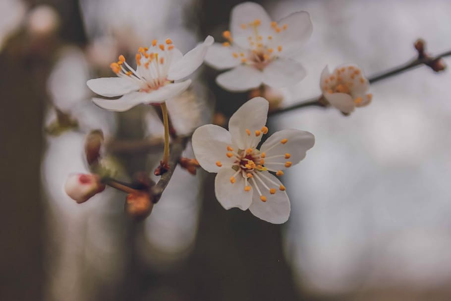 close-up photo of white flower, shallow focus photography of white flowers HD wallpaper