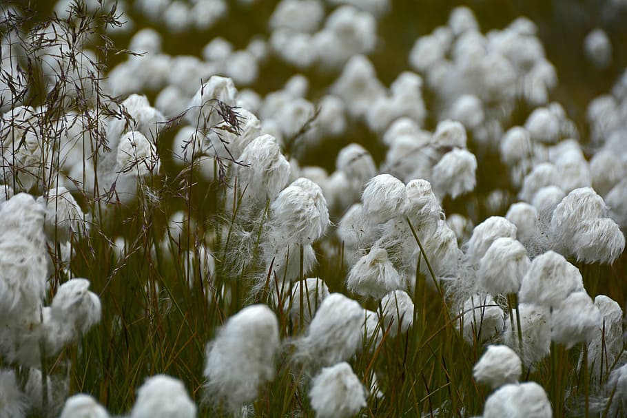 bed of white flowers, cottongrass, plant, cyperaceae, stengel