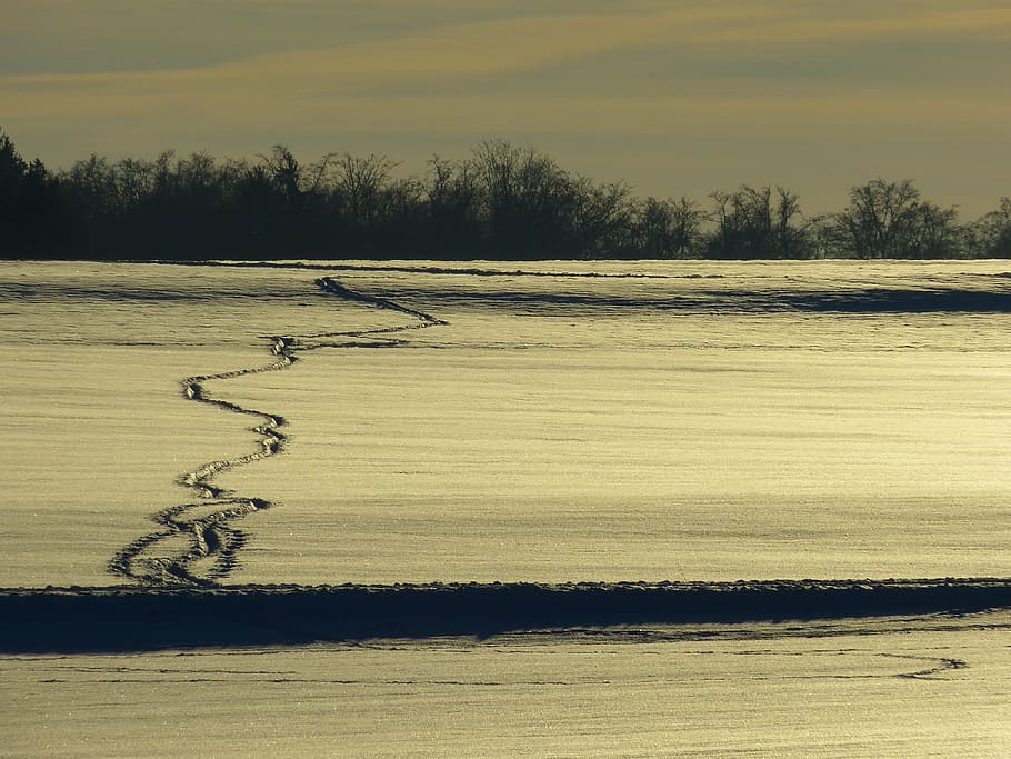 wintry, winter, snow, back light, traces, snow lane, tree, sky HD wallpaper
