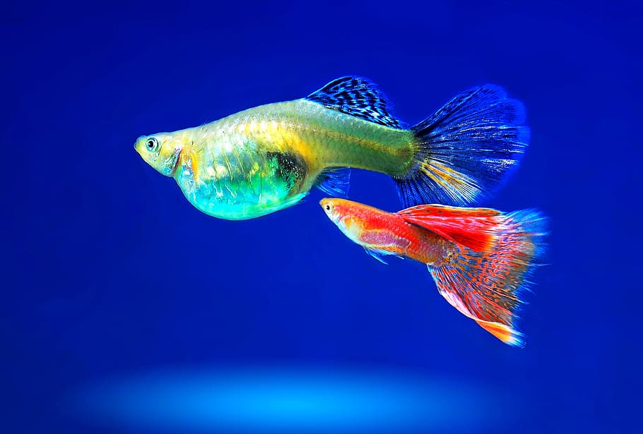 two gray and red fishes, Aquarium, Ornamental Fish, underwater