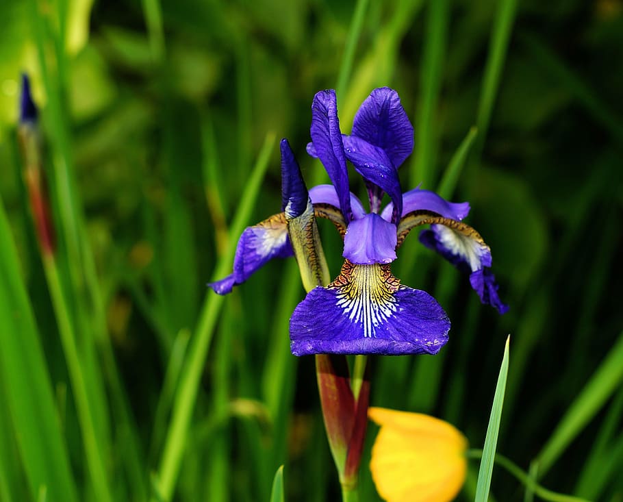 flower, iris, blue, hope, beautiful, nature, plant, purple HD wallpaper