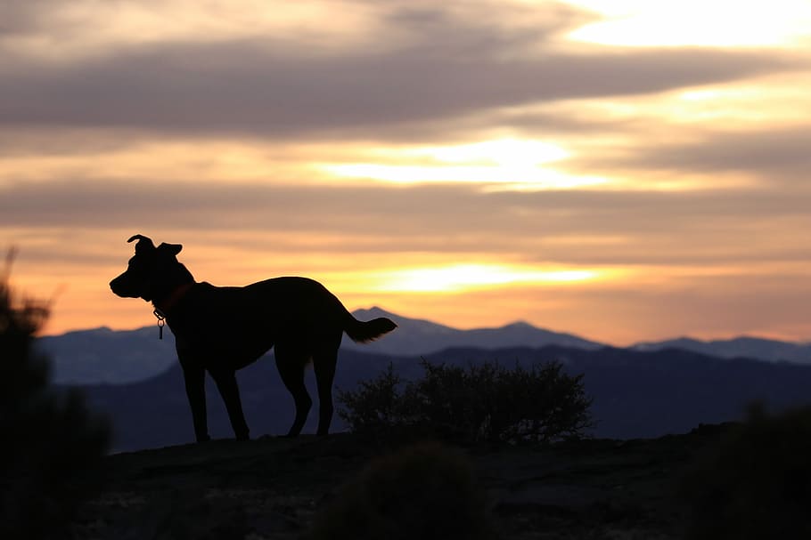 silhouette photo of dog on hilltop during sunset, silhouette of dog wearing collar with pendant during golden hour HD wallpaper