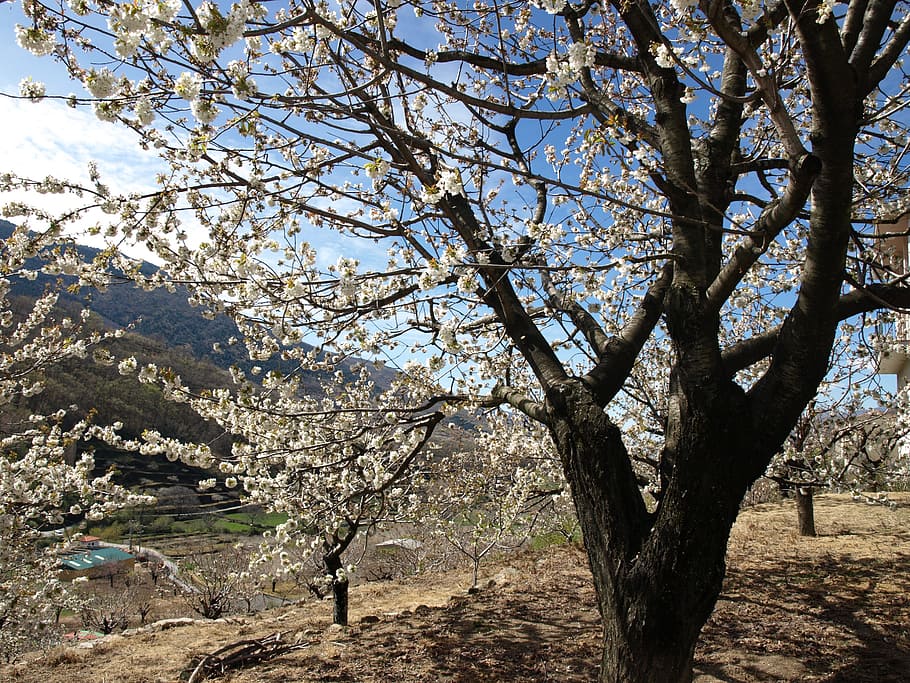 cherry, landscape, flower, tree, white, black, plant, nature HD wallpaper