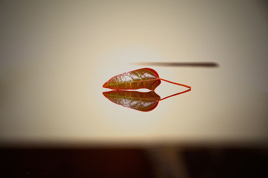 nature, leaf, desktop, closeup, light, blur, reflection, red HD wallpaper