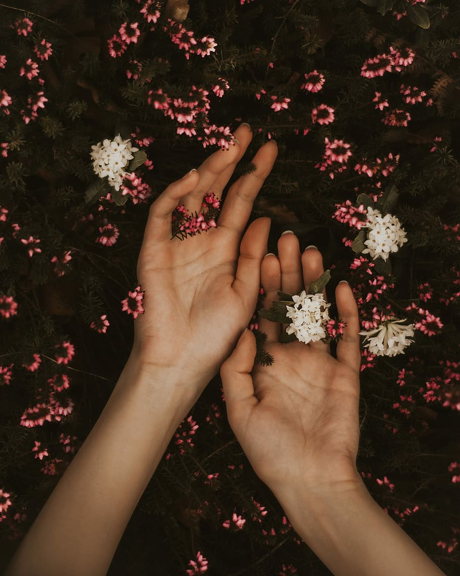 person holding white and pink flowers, person's holding white and pink flowers