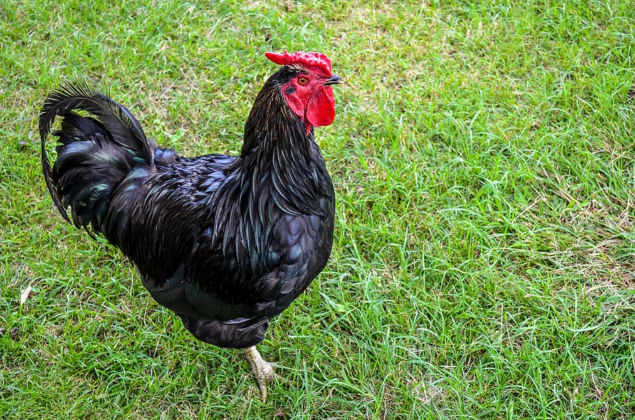 rooster, bird, poultry, chicken, farm, hen, animal, domestic HD wallpaper